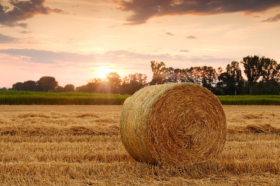 balla di grano in un campo al tramonto