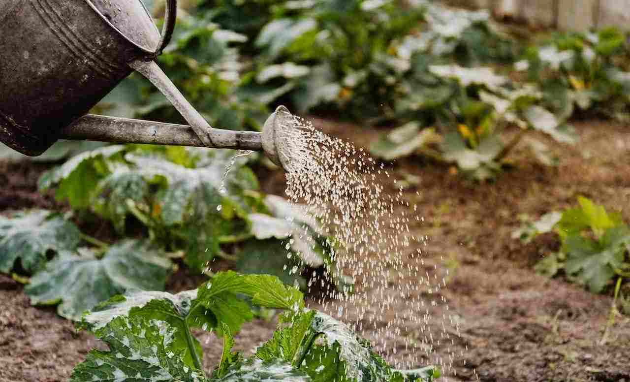 un annaffiatoio che versa acqua su alcune colture in un giardino