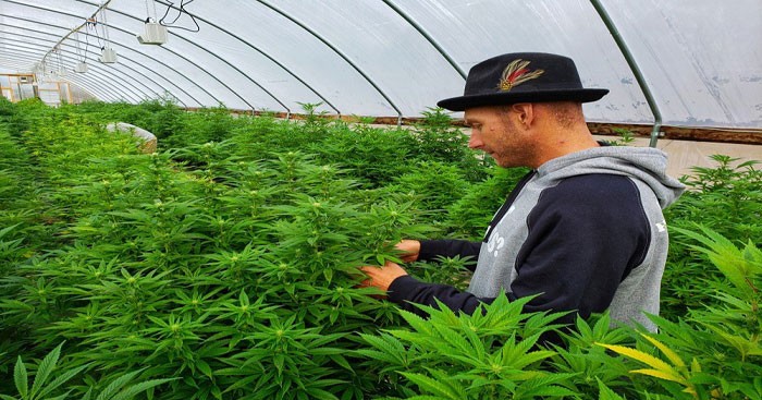 Il Bill Farm 2018 di Trump è positivo per le azioni della Cannabis Il Bill Farm 2018 di Trump è positivo per le azioni della Cannabis