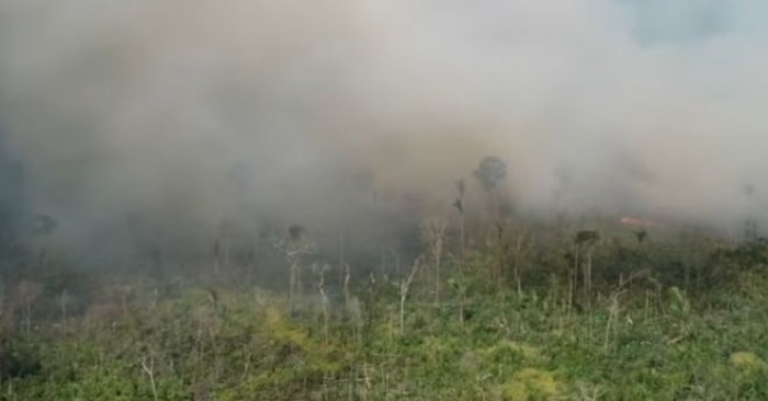 L'Amazzonia brucia ancora, Tra le cause allevamenti intensivi, colture di soia e sfruttamento minerario L'Amazzonia brucia ancora, Tra le cause allevamenti intensivi, colture di soia e sfruttamento minerario
