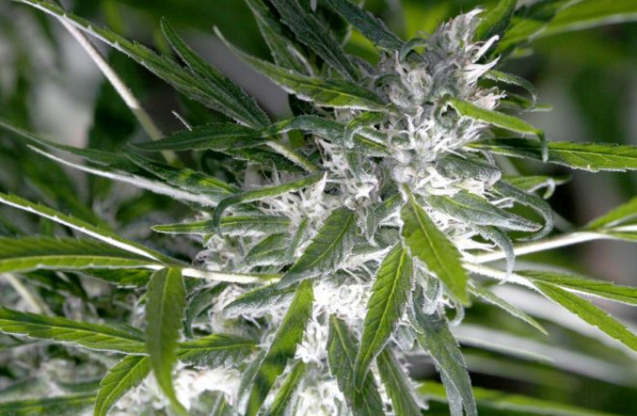 Nasce il nuovo intergruppo parlamentare per la legalizzazione della cannabis in Italia Nasce il nuovo intergruppo parlamentare per la legalizzazione della cannabis in Italia