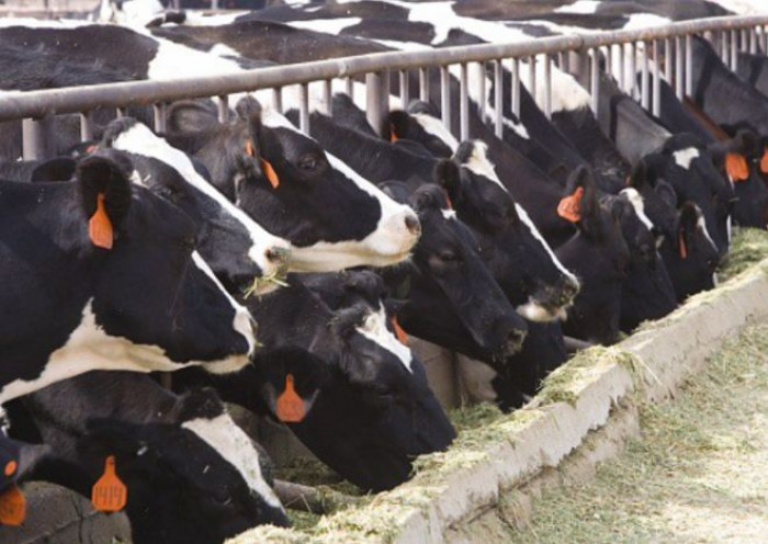 L'Italia tra i Paesi Ue con le più alte vendite di antibiotici per allevamenti di animali