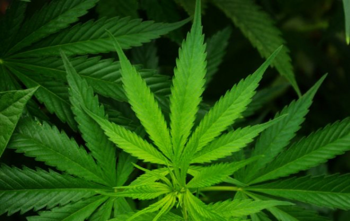 Cannabis light legale da gennaio 2020, ma Cannabis light legale da gennaio 2020, ma