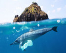 Emergenza plastica, negli oceani quantità un milione di volte superiori di quel che si prevedeva