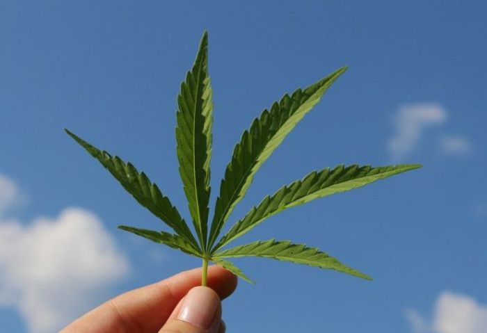 La Casellati ferma l'emendamento sulla Cannabis e manda in fumo un giro d'affari da 40 milioni La Casellati ferma l'emendamento sulla Cannabis e manda in fumo un giro d'affari da 40 milioni
