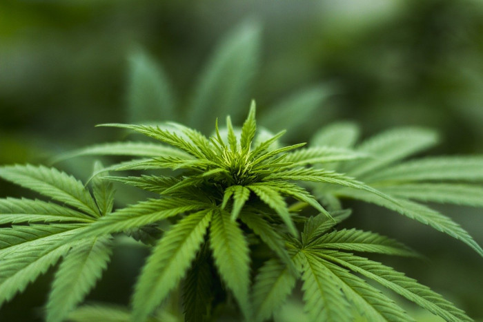 cannabis cannabis