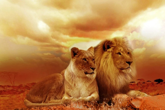 africa africa