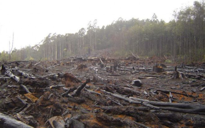 Emissioni Co2 in calo nel mondo ma non in Brasile. La causa è la deforestazione, ma chi ci guadagna? Emissioni Co2 in calo nel mondo ma non in Brasile. La causa è la deforestazione, ma chi ci guadagna?