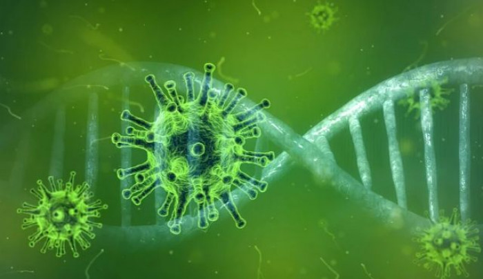 Coronavirus, un'analisi rivela che gli anticorpi possono svanire in poco tempo Coronavirus, un'analisi rivela che gli anticorpi possono svanire in poco tempo