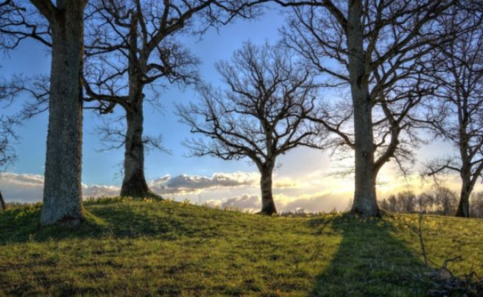Deforestazione, a risentirne maggiormente sono le aree tropicali Deforestazione, a risentirne maggiormente sono le aree tropicali