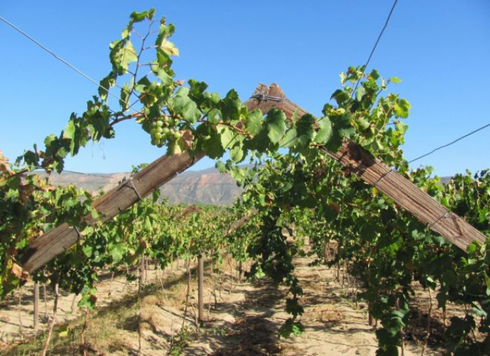 Aiuti di Stato: anche per gli agricoltori vige l'obbligo di dichiarare di aver ricevuto i contributi a fondo perduto Aiuti di Stato: anche per gli agricoltori vige l'obbligo di dichiarare di aver ricevuto i contributi a fondo perduto