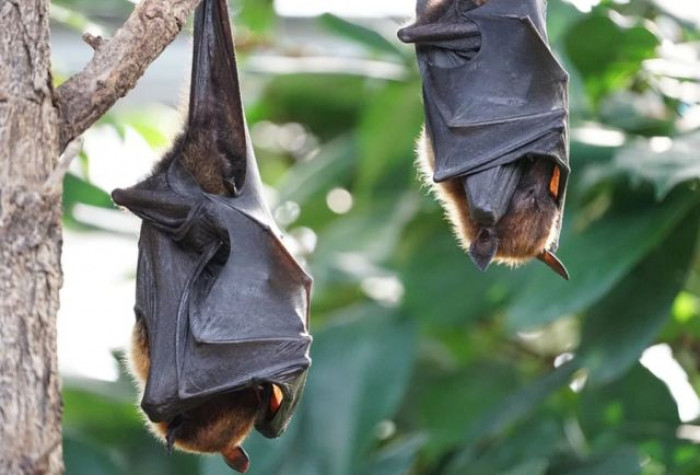 Origine Covid, nuova pista: il piano degli scienziati di Wuhan per infettare pipistrelli con virus potenziato Origine Covid, nuova pista: il piano degli scienziati di Wuhan per infettare pipistrelli con virus potenziato